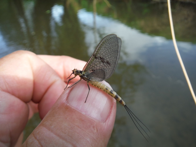 First true mayfly seen, Upper Monnow 6th May